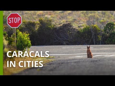 How humans and caracals share the city of Cape Town, South Africa