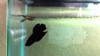 Betta fish laying egg