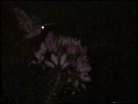 UNIDENTIFIED FLYING MOTH! MYSTERY MOTH OVER WYTHE COUNTY, VA