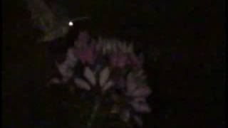 preview picture of video 'UNIDENTIFIED FLYING MOTH! MYSTERY MOTH OVER WYTHE COUNTY, VA'