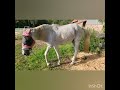 Mare Poops On Command Stute äppelt Auf Kommando Pferd Poop Horse Cavalo Caballo