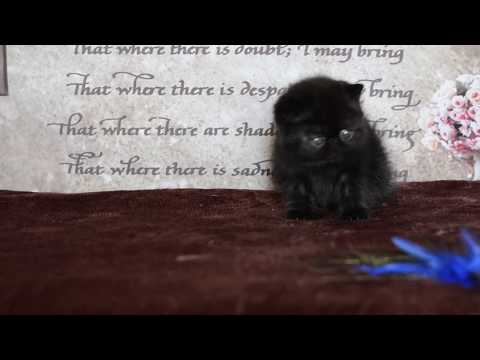 CYRRIDWEN GRIZZLY, black sh boy