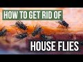 How to Get Rid of House Flies (4 Simple Steps)