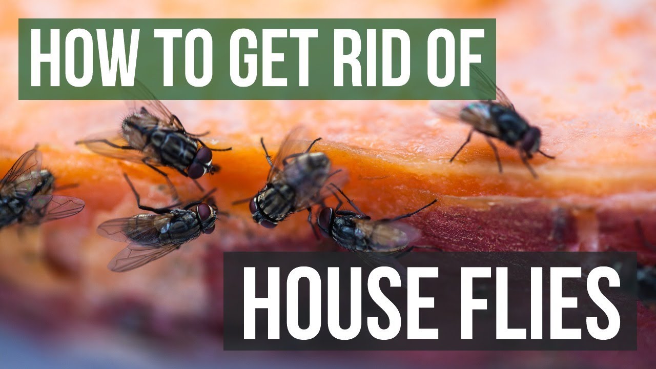 House Fly Control: How To Get Rid of House Flies