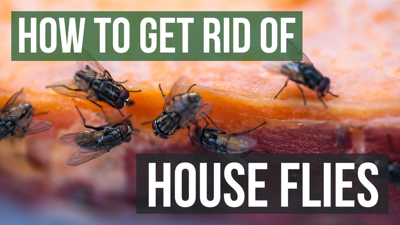 How to Get Rid of Houseflies (And Keep Them Out)
