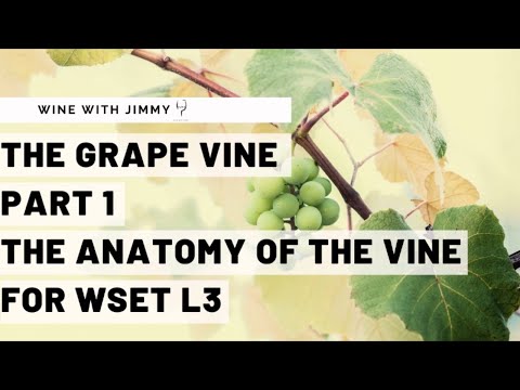 WSET Level 3 Wines - Understanding the Vine Part 1: Vine Anatomy