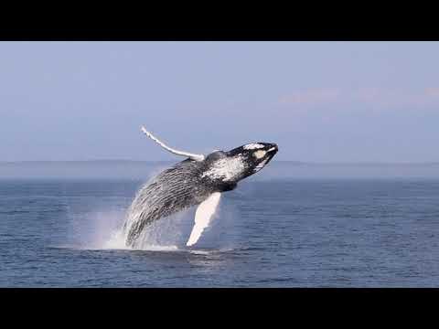 Welcome to Canada's Natural Aquarium - Digby Nova Scotia
