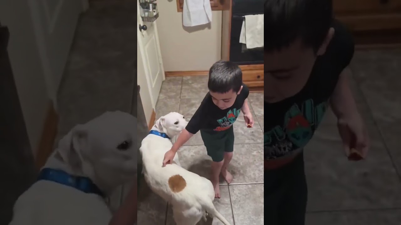 Parker, a ADOPTABLE mixed breed in Boulder, CO video 2/4