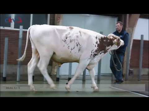 Koepon Real Life-Red