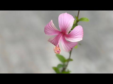 Secret tips to get maximum flowers on Hibiscus plant #hibiscus #flowers