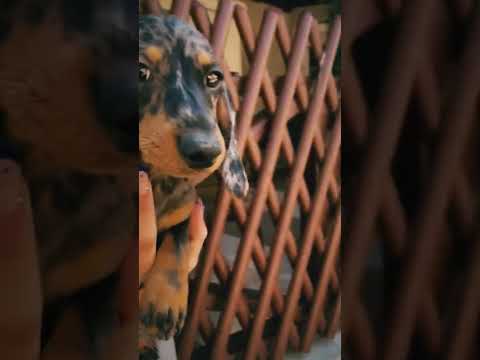 Dachshund puppy for sale