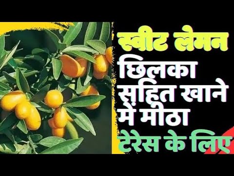 क्या आपने कभी मीठा नीबू  खाया है //