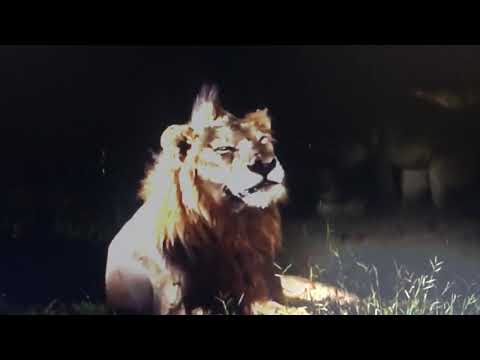 🔥MR T Mapogo Loss And Death Of KinkyTail Brothers In Blood