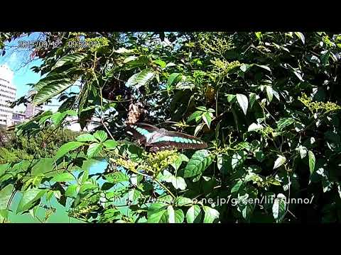 安い中国製のAction camでアオスジアゲハの飛翔を撮る