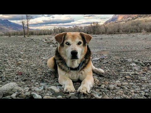 download lagu mp3 mp4 All You Need Is Love And A Dog, download lagu All You Need Is Love And A Dog gratis, unduh video klip All You Need Is Love And A Dog