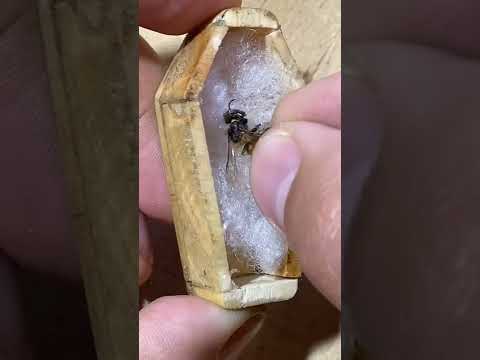 This is what a bee grave looks like.