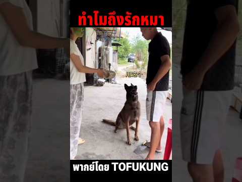 ทำไมถึงรักหมา🤣 #พากย์ไทย #meme #memes #พากย์นรก #memeไทย