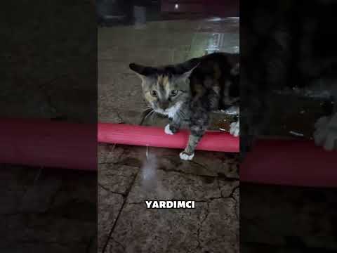 Başım yine belada
