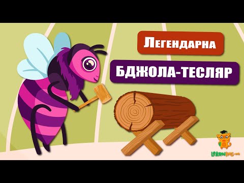 🍀 Дива природи. Явища навколо нас. Бджола-тесляр Xylocopa 🌏