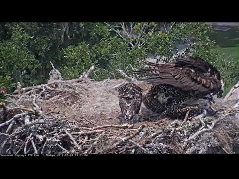 Ospreys Nestlings Get Some Shade – May 28, 2019