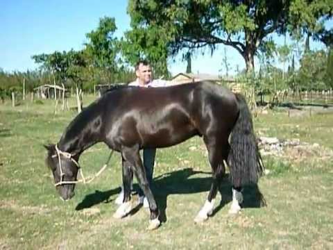 CAVALO CRIOULO - MINUANO TORGELO - RENATO JAGUARÃO