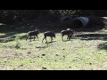 Watch The Detroit Zoo S Warthog Piglets Follow Their Mom Around