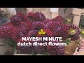 Mayesh Minute Dutch Direct Flowers June 23