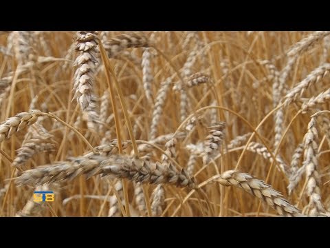 В ЗАО «Нива-Агро» уборочная кампания близится к завершению