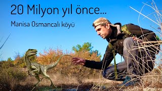 MANİSA /OSMANCALI AĞAÇ FOSİLLERİ