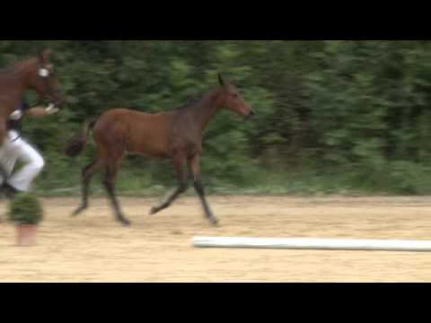 17 - Hengstfoheln von Diarado