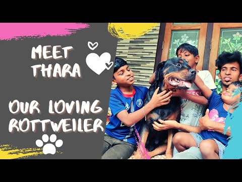 Meet Thara Our Loving Rottweiler | Obedient Female Rottweiler | Rottweiler Chennai