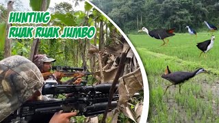 Download lagu BERBURU BURUNG RUAK RUAK JUMBO ‼️ HUNTING mp3