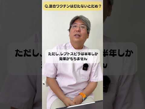 犬にパラセタモールを与えても大丈夫ですか?