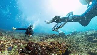 Test ver. 2026 May in Komodo Part 1