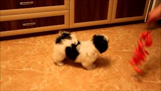 preview picture of video 'shih tzu puppy male white-black color'