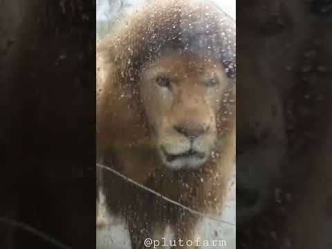 Pitbull Dog & Rottweiler Dog Challenging Lion 🦁 Pitbull Dog Aggressive on Lion 🔥🔥 #shorts #lion