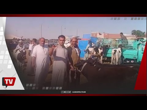 سوق المواشي في الإسكندرية.. تباين في أسعار الأضاحي واللحوم