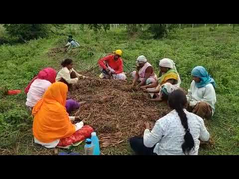 Citronella Java Essential Oil