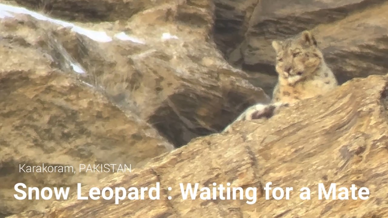 Snow Leopard Waiting for a mate / ユキヒョウの求愛