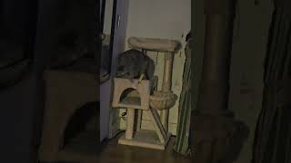 bopa having fun with her tail ep 2@cutecat