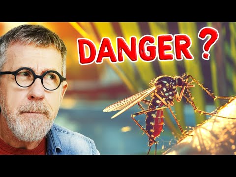 Will Tiger Mosquitoes Ruin Our Summer?