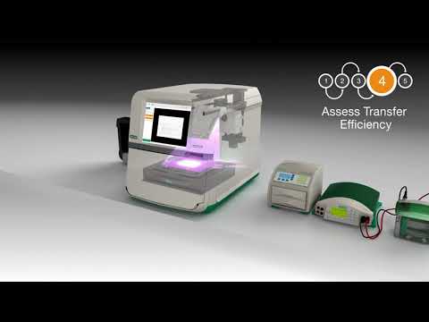 Stain-Free Western Blotting with ChemiDoc MP Imaging System