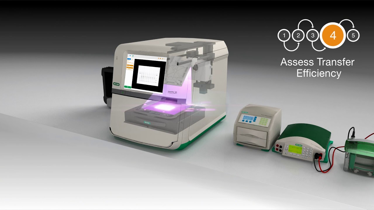 ChemiDoc Imaging Systems | Bio-Rad ChemiDoc Imaging Systems | Bio-Rad