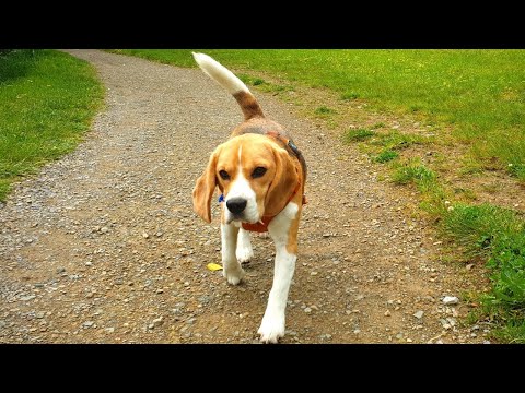 Beagle Explores the Scenic Maupuia Walkway