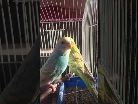 Nature Sound Relaxation-Soothing Forest Birds Singing-Relaxing Sleep-Bird Chirping Sound #shorts