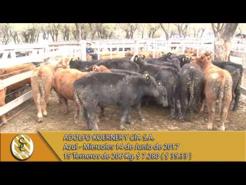 14-06-17 Venta de Machos - Adolfo Koerner y Cia S.A. - Azul