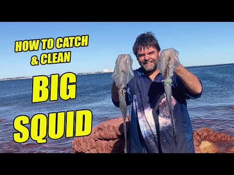 HUGE Squid Off the Rocks! Full Rig Setup + Easy Cleaning Guide!