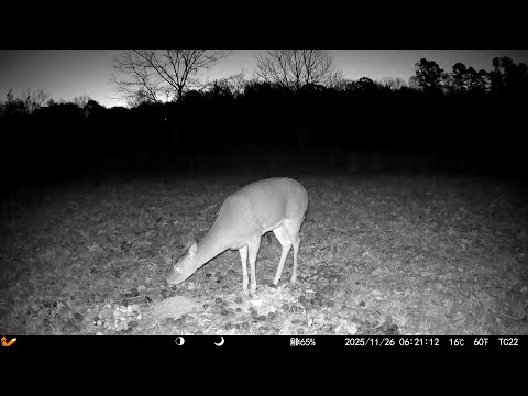Trail Cam Wildlife | Deer, Raccoons, Crows, and a Lone Coyote