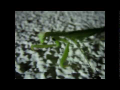 Čarni oči (Official Video)