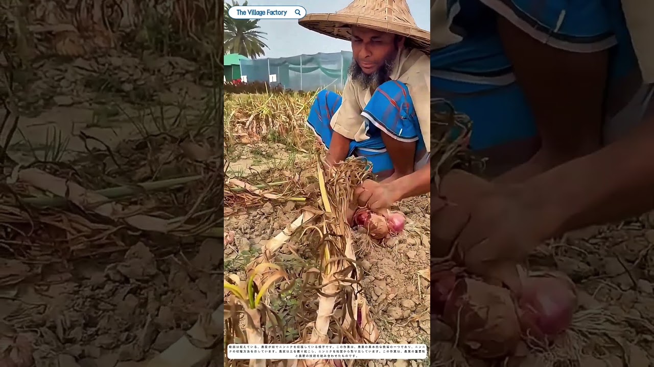 土を掘り起こす：ニンニク収穫の秘訣